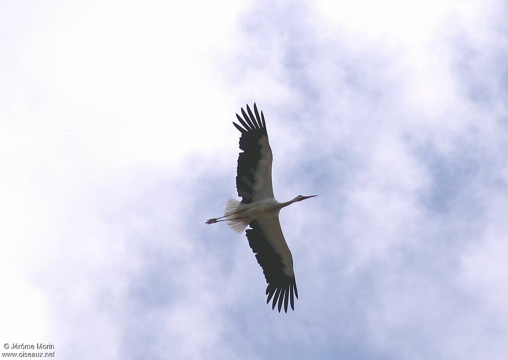 White Storkadult, Flight