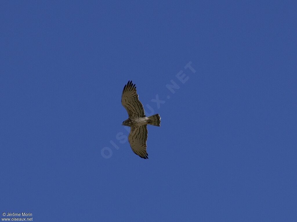Short-toed Snake Eagleadult, Flight