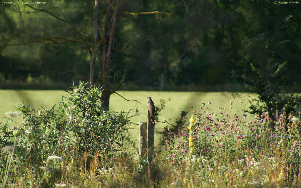 Common Cuckooadult, identification