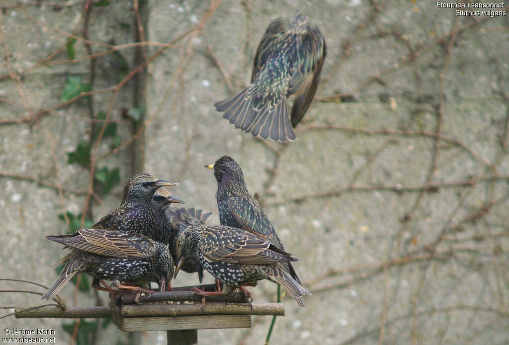 Common Starlingadult, feeding habits, Behaviour