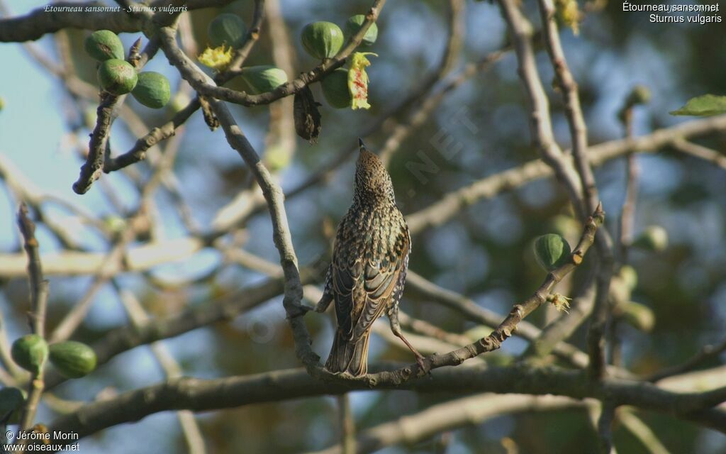 Common Starlingadult, feeding habits, Behaviour