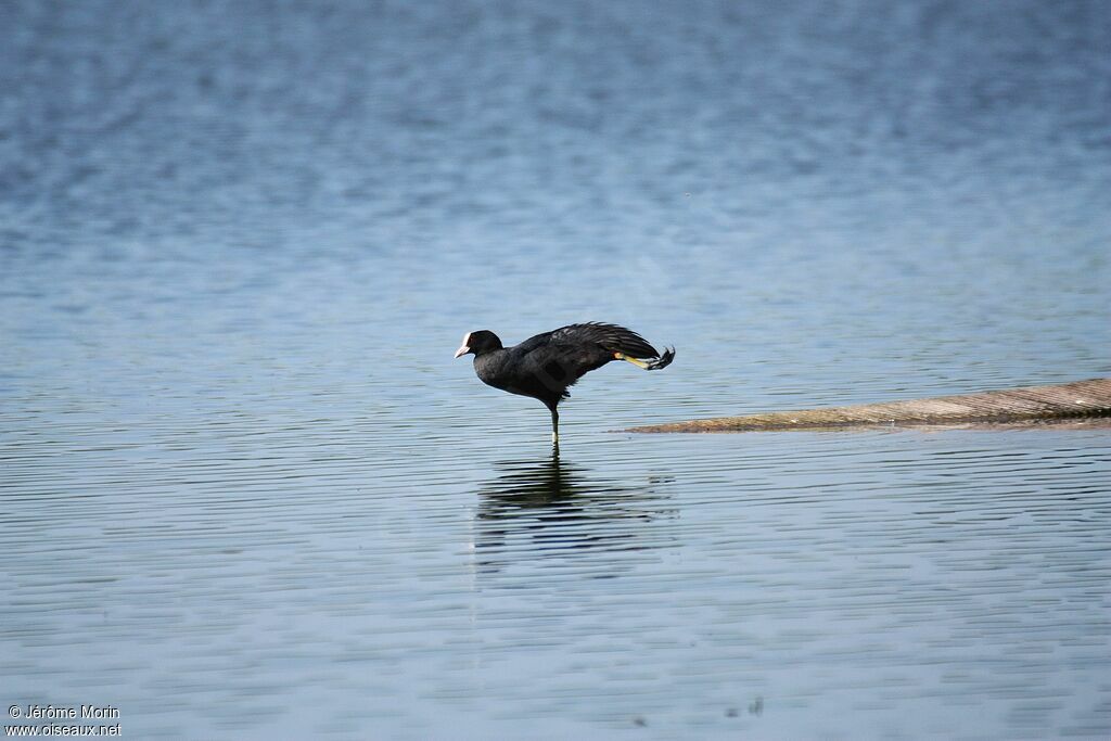 Eurasian Cootadult, Behaviour