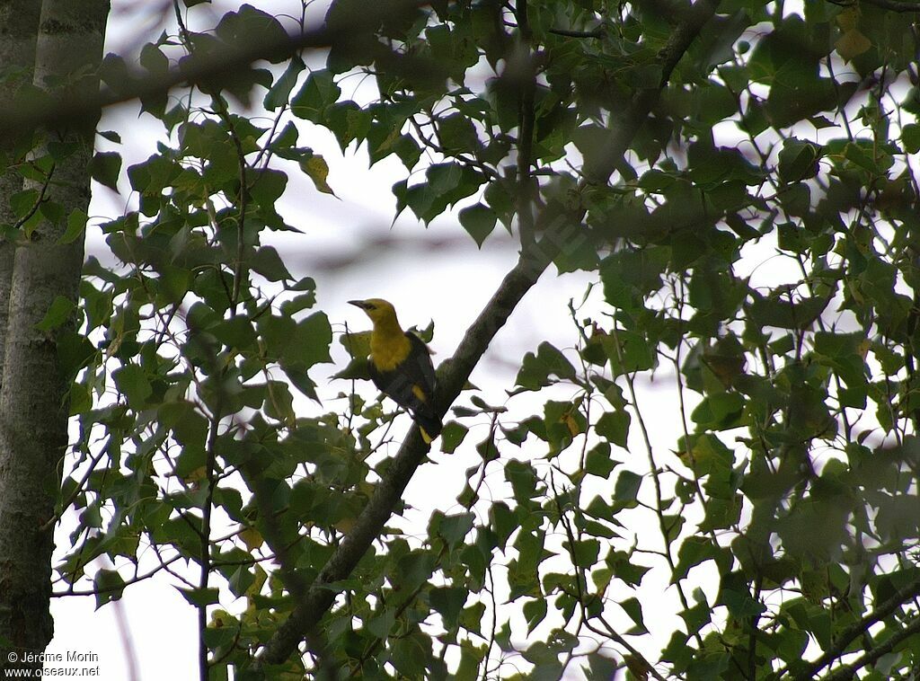 Loriot d'Europe mâle adulte, identification
