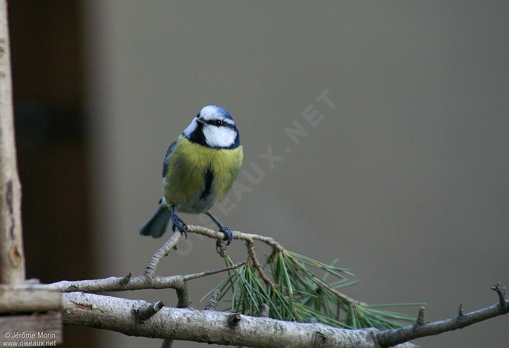 Mésange bleueadulte, identification