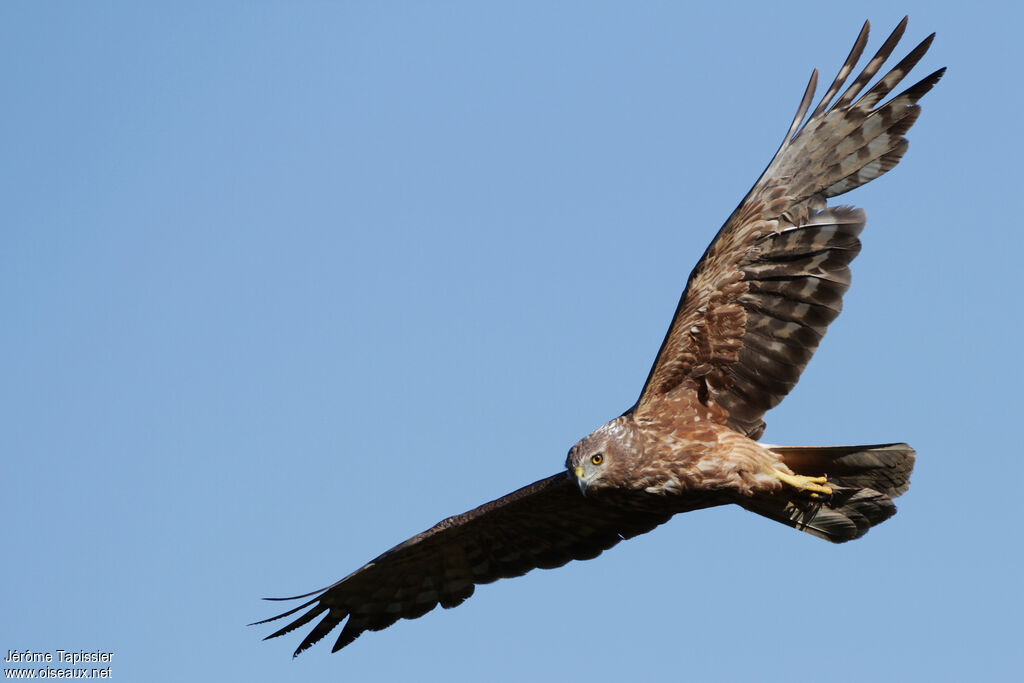 Reunion Harrier female adult, Flight