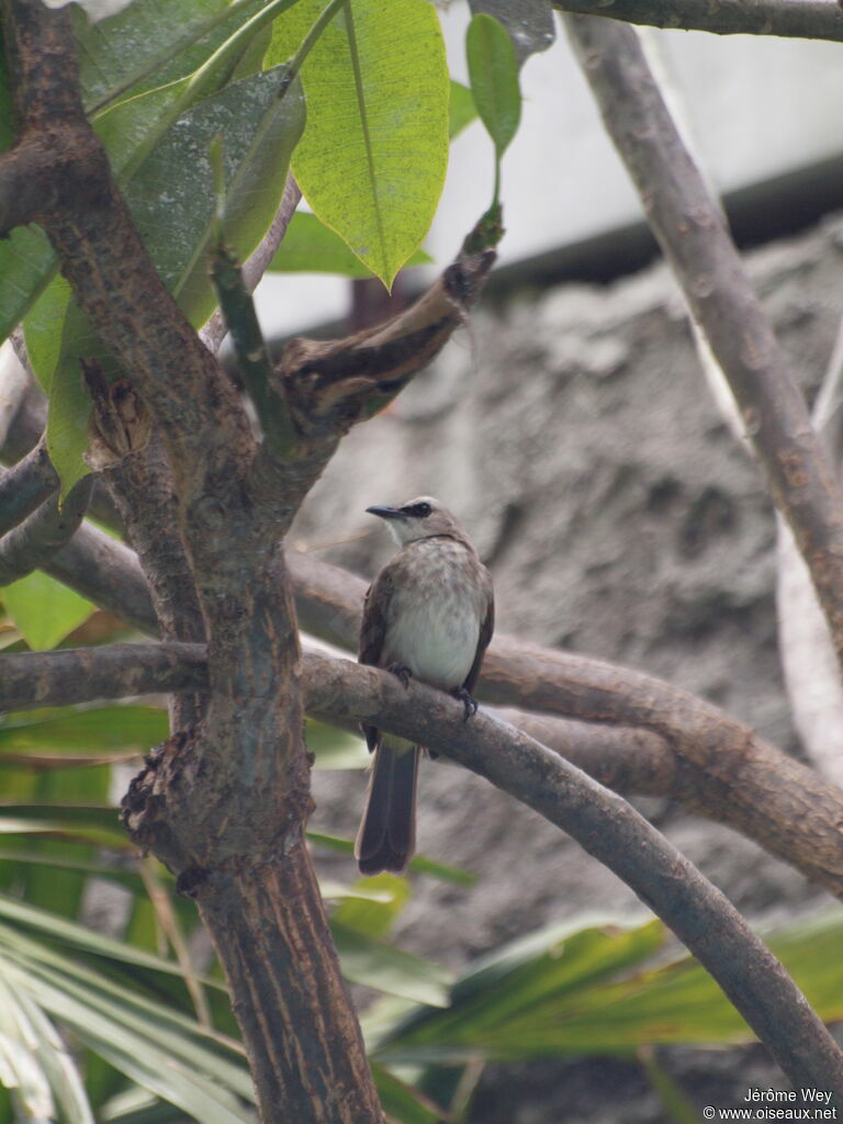 Bulbul goiavier