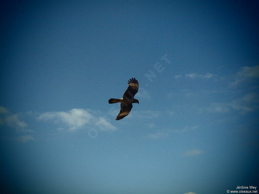 Caracara chimango