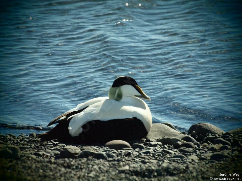 Eider à duvet