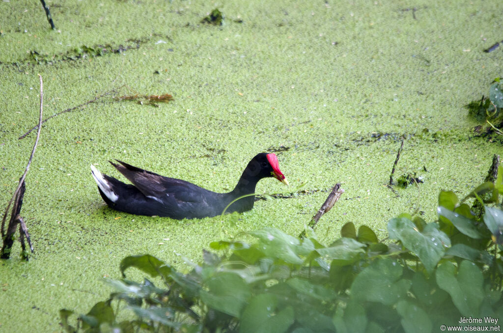 Common Gallinule