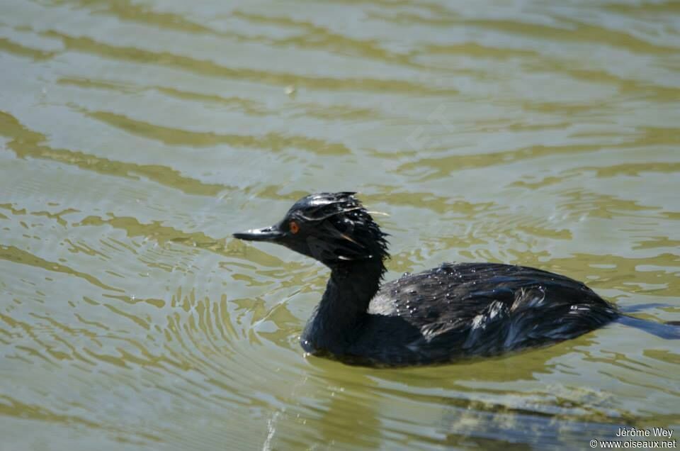 Black-necked Grebe