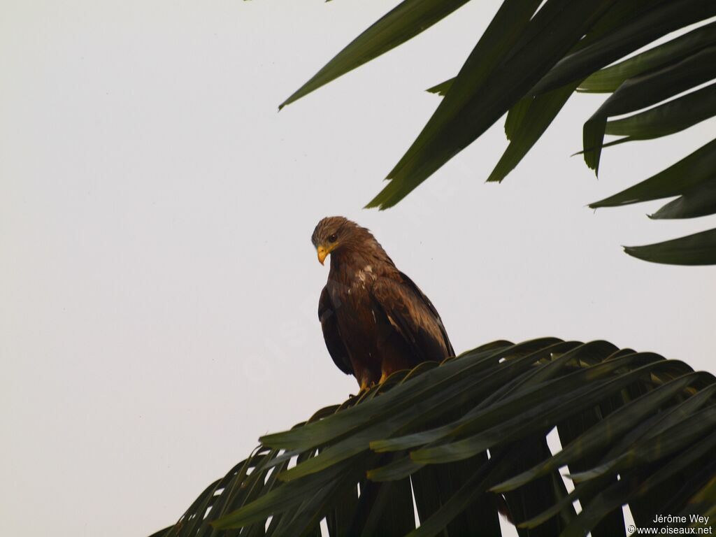 Yellow-billed Kite