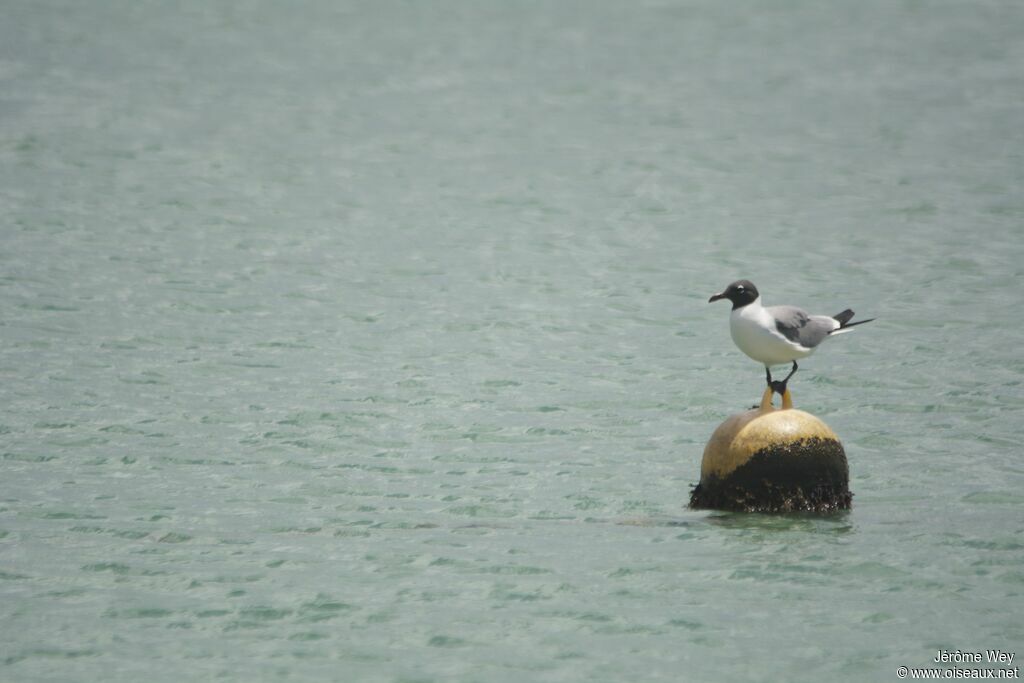 Laughing Gull