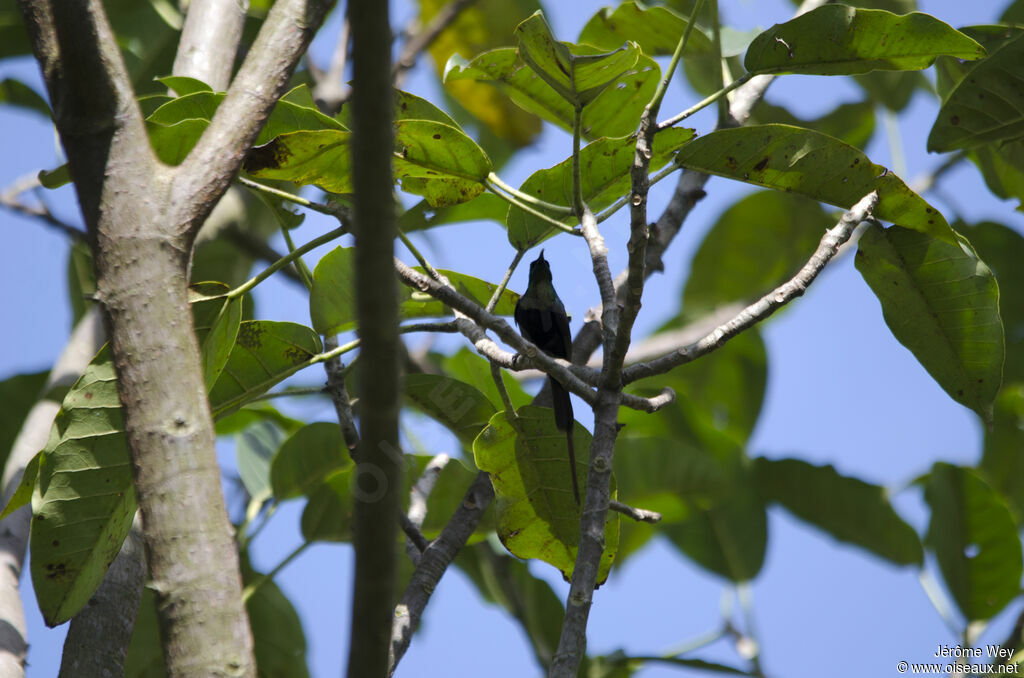 Bronze Sunbird