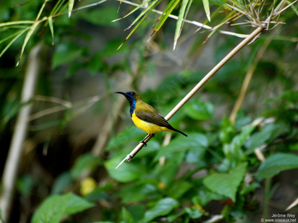 Ornate Sunbird