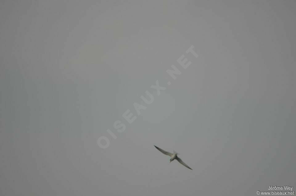 Little Tern