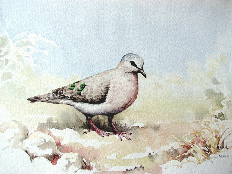 Emerald-spotted Wood Dove