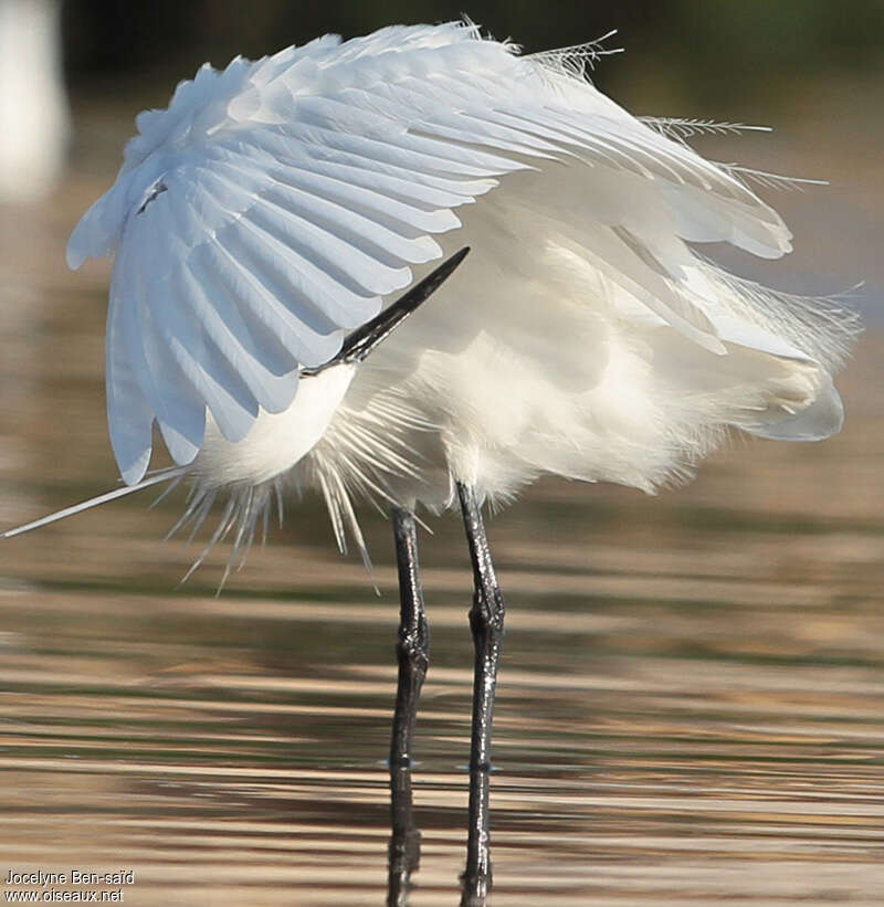 Little Egretadult, care