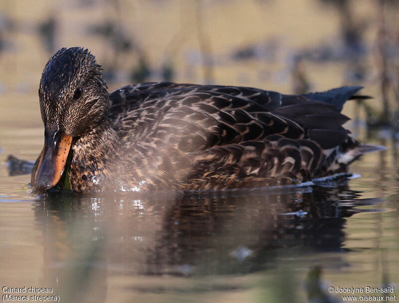 Canard chipeau