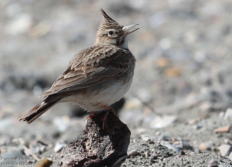 Cochevis huppé