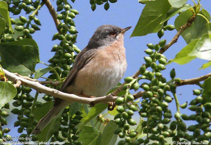 Fauvette passerinette femelle adulte, identification