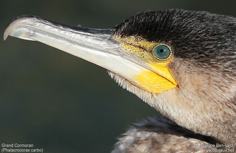 Great Cormorant