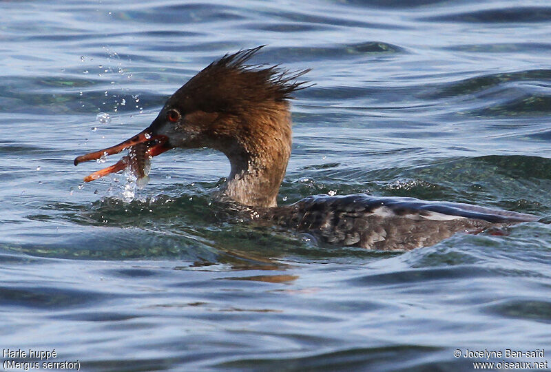 Red-breasted Merganser