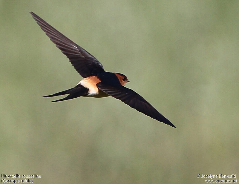 European Red-rumped Swallow