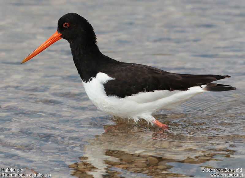 Eurasian Oystercatcher