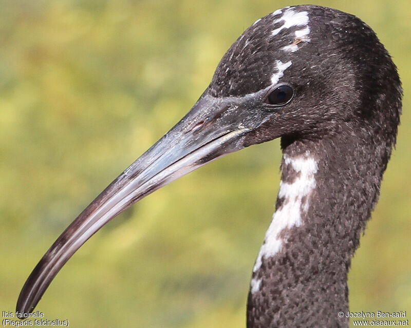 Glossy Ibisimmature