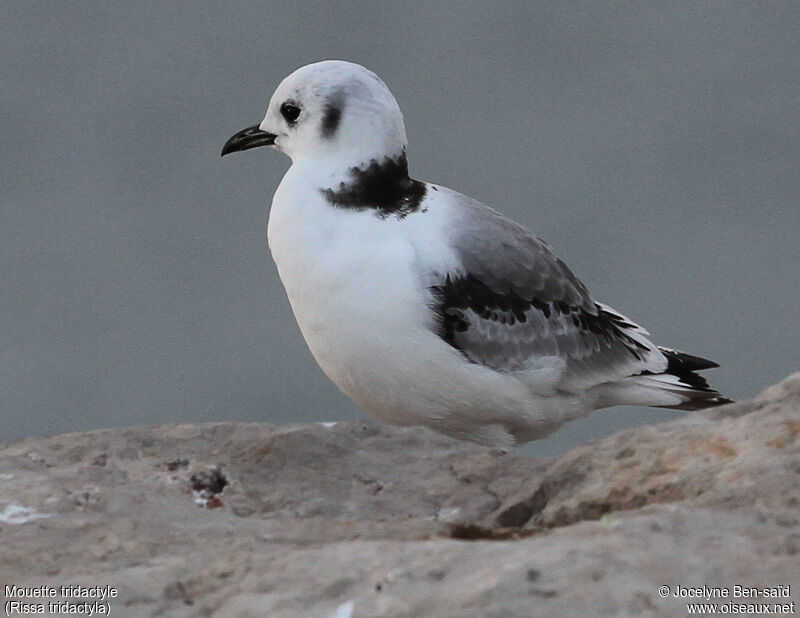 Black-legged KittiwakeSecond year