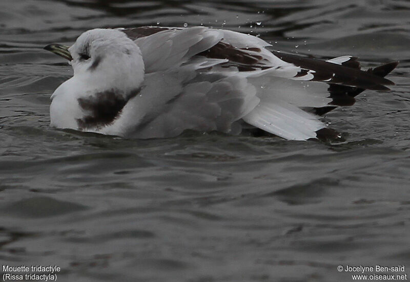 Black-legged KittiwakeSecond year