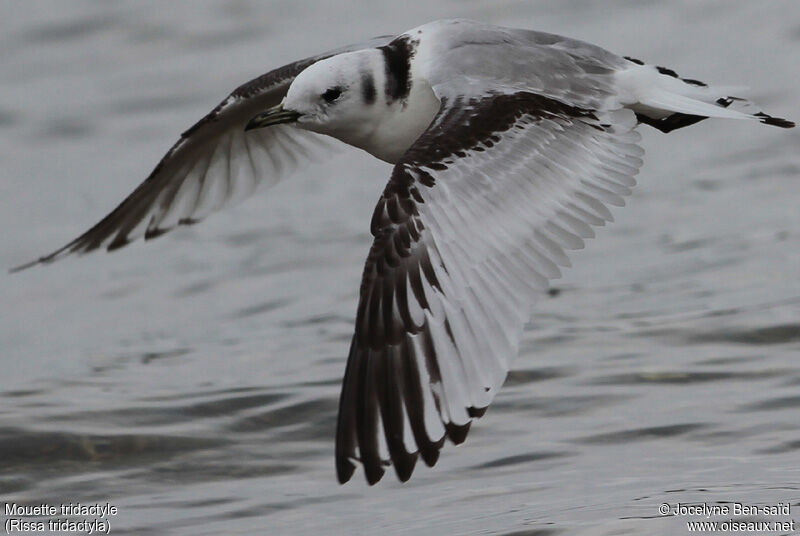 Black-legged KittiwakeSecond year