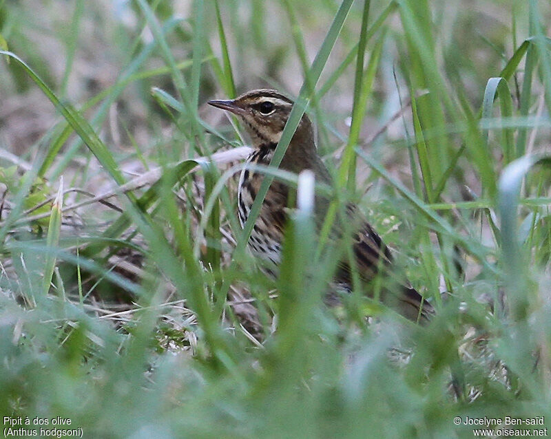 Pipit à dos olive