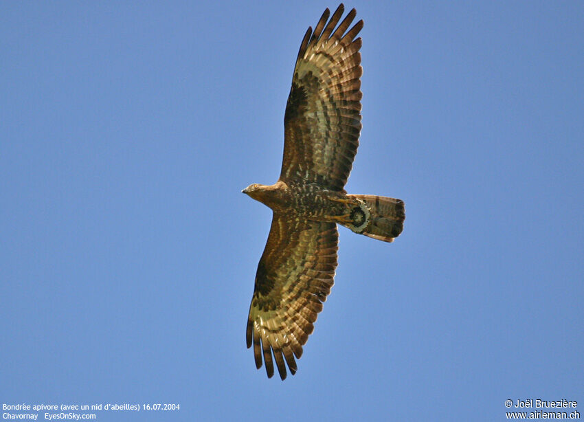 European Honey Buzzard, Flight