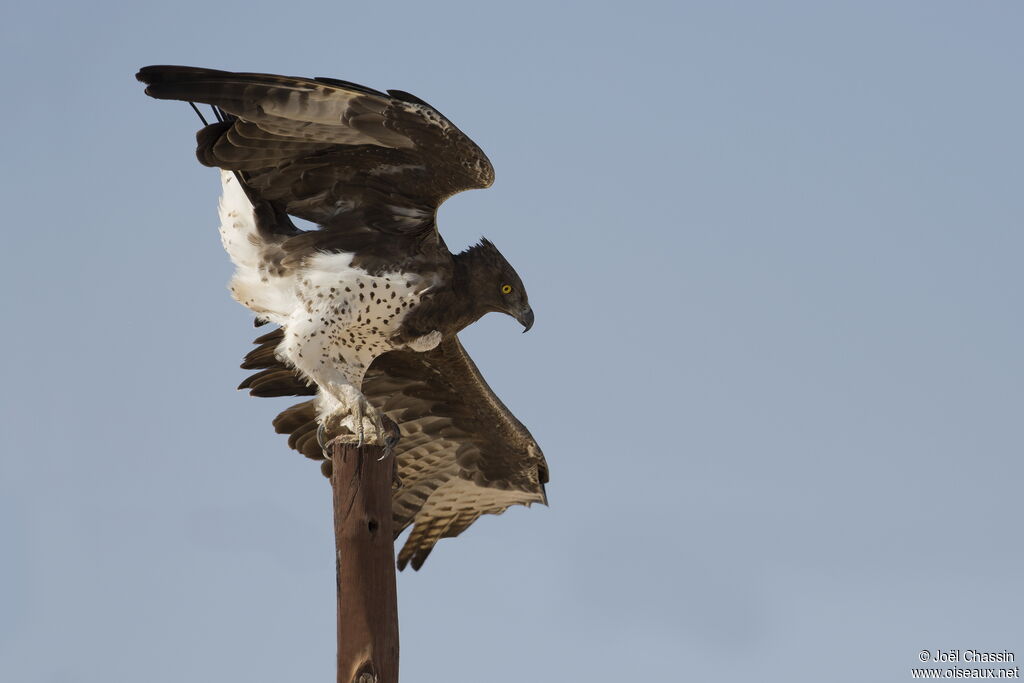 Aigle martial, identification
