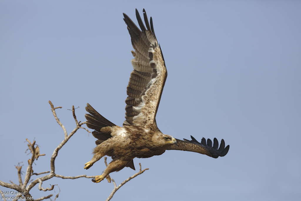 Aigle ravisseur, composition, Vol