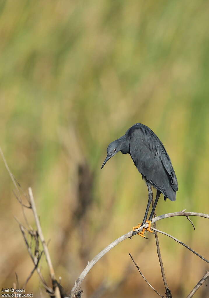 Aigrette ardoiséeadulte, identification