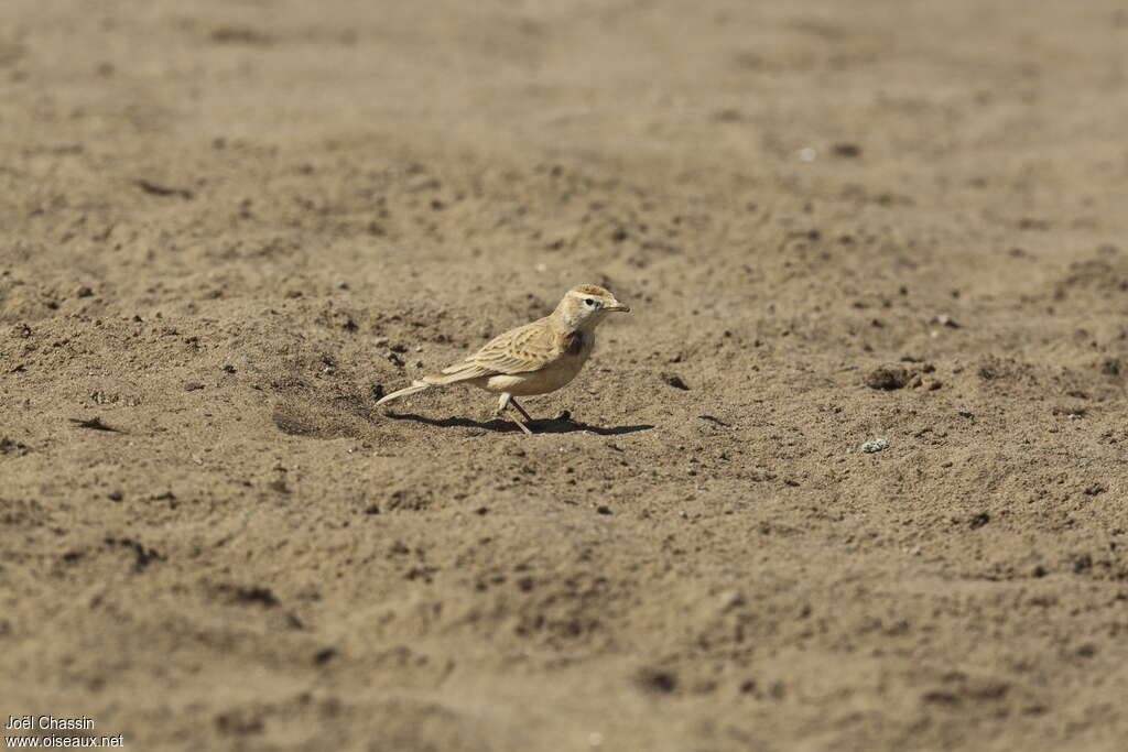 Red-capped Lark, habitat, walking