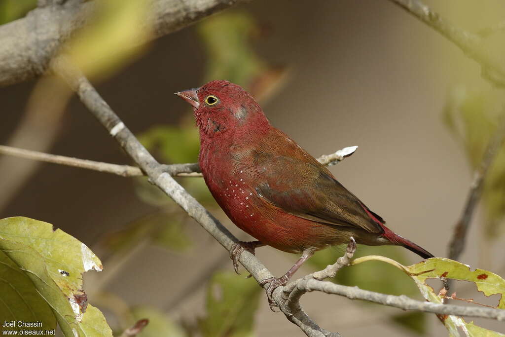 Red-billed Firefinch male adult, identification