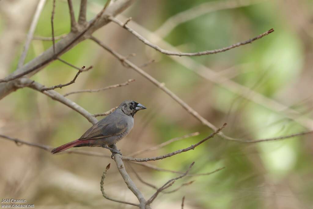 Black-faced Firefinch male immature, identification