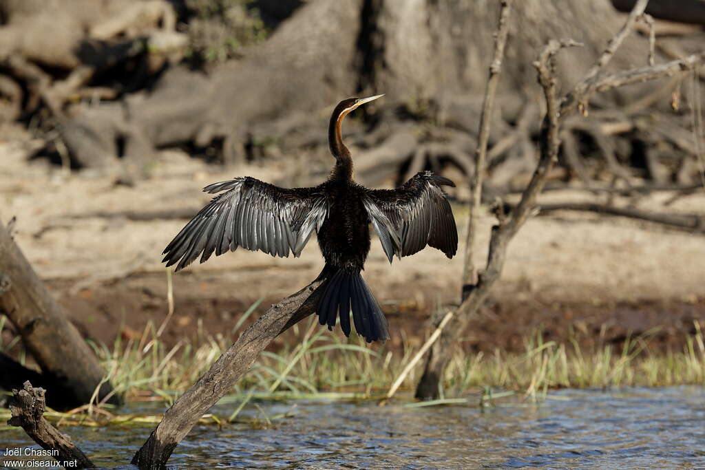 Anhinga d'Afrique mâle adulte, habitat, soins, Comportement