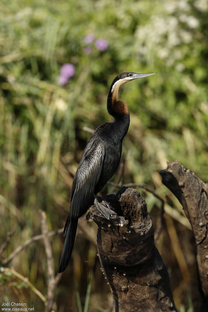 African Darter male adult, identification