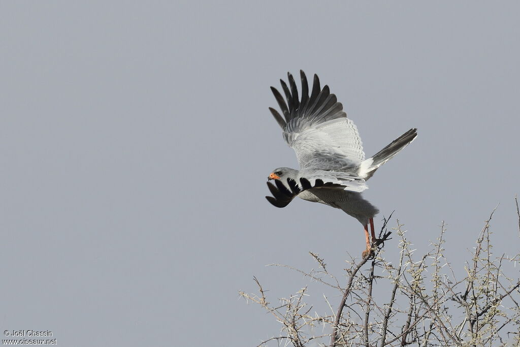 Pale Chanting Goshawk