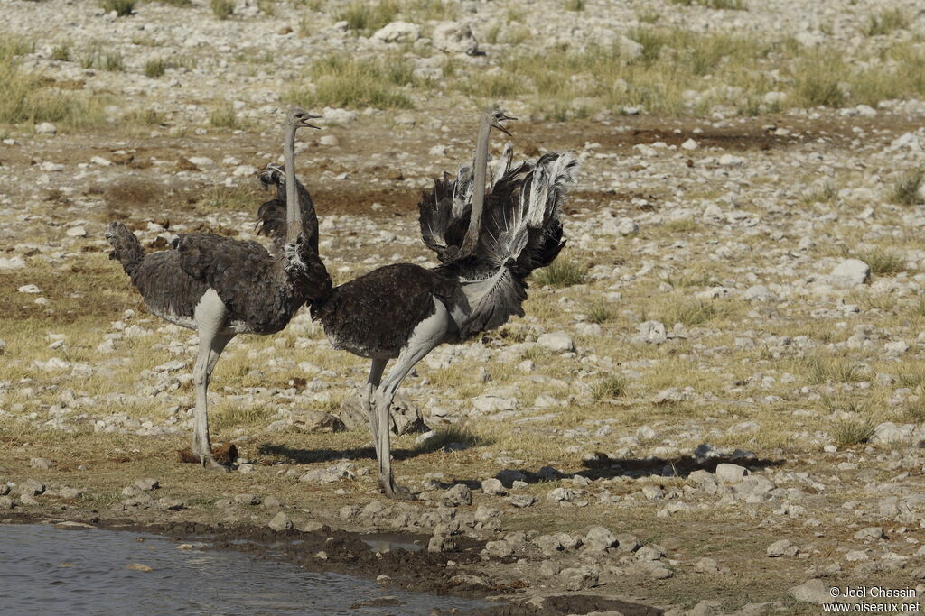 Common Ostrich