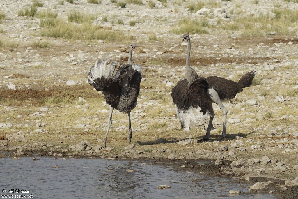 Common Ostrich