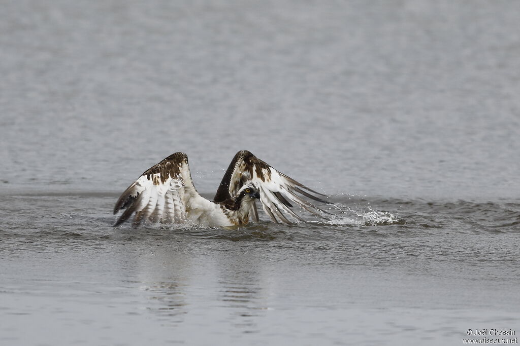 Osprey, identification, fishing/hunting