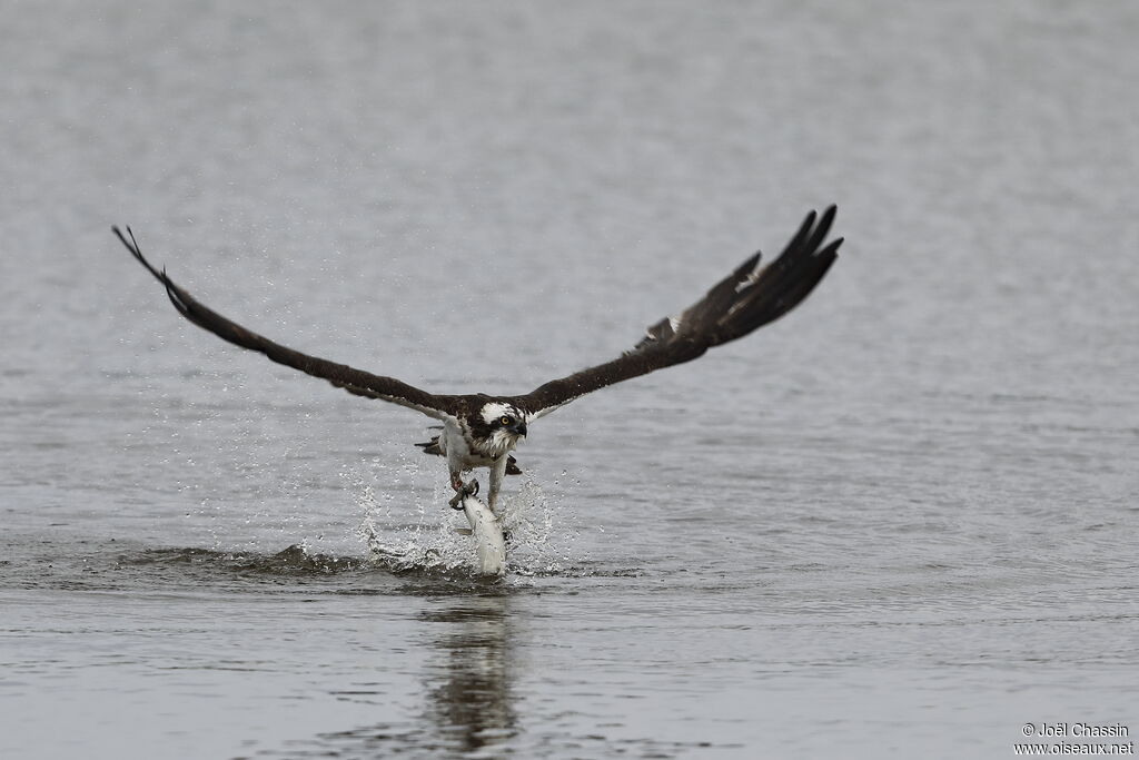 Balbuzard pêcheur, identification, pêche/chasse
