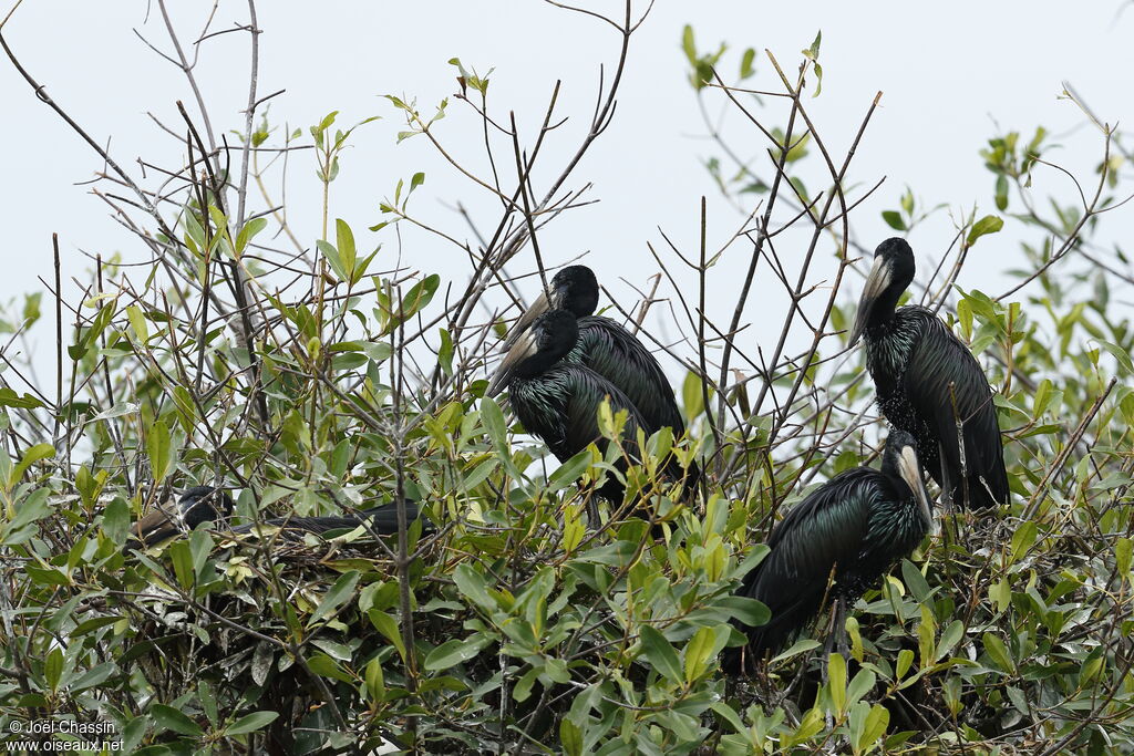 African Openbill
