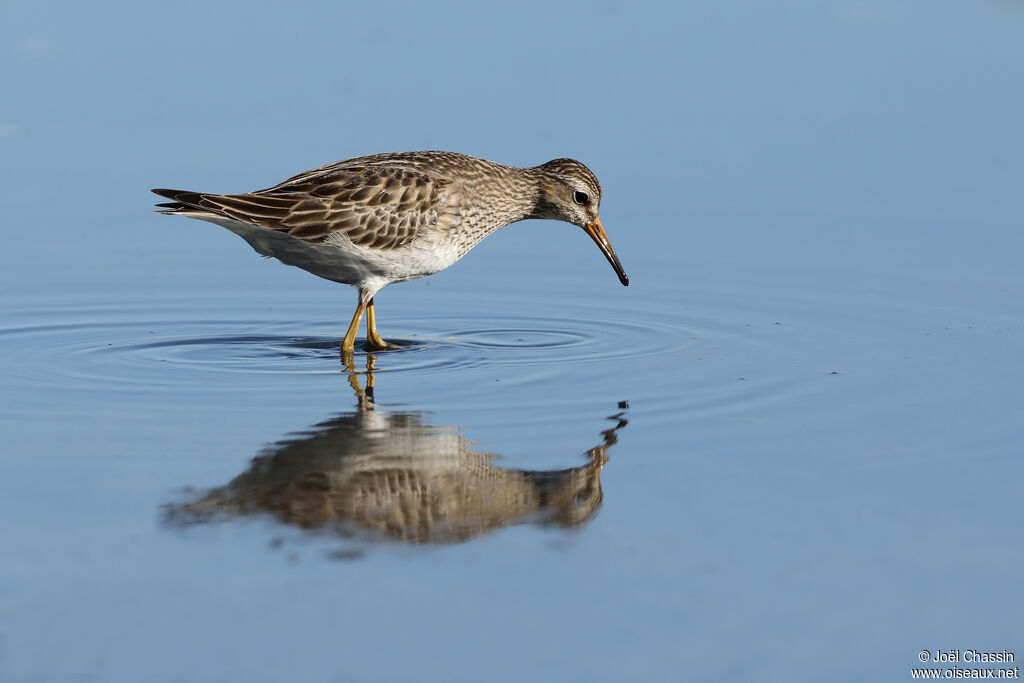 Pectoral Sandpiper, identification