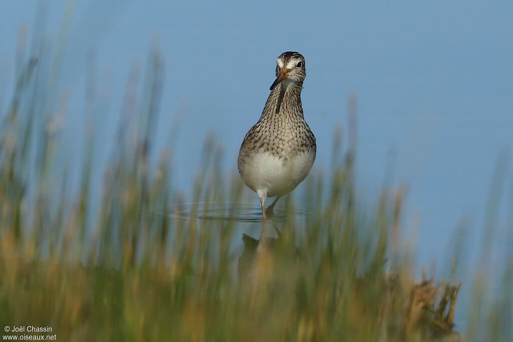 Pectoral Sandpiper